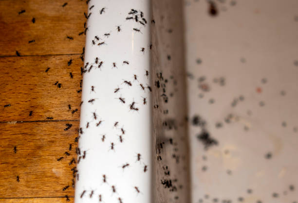 Best Best Pest Control Companies  in Mackinaw, IL