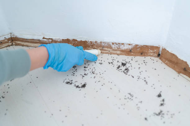 Best Ant Control Services  in Mackinaw, IL