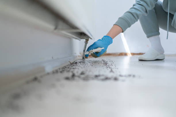 Wasp Removal Services in Mackinaw, IL